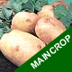 Seed Potatoes - Maincrop King Edward 2.5kg