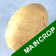 Seed Potatoes - Maincrop Maris Piper 2.5kg