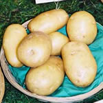 Seed Potatoes - Second Earlies Nicola 2kg