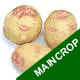 Seed Potatoes - Maincrop Picasso 2.25kg