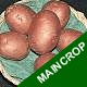 Seed Potatoes - Maincrop Romano 2.5kg