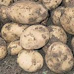 Seed Potatoes - First Earlies Accord 2.25kg