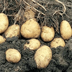 Seed Potatoes - First Earlies Arran Pilot 2.5kg