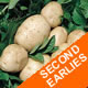 Seed potatoes - Second Earlies - British Queen