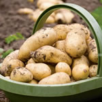 Seed Potatoes - Second Earlies Charlotte 2.0kg
