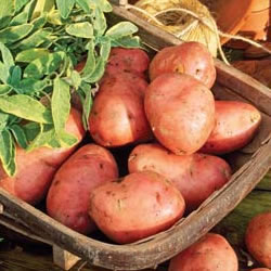 Seed Potatoes - Maincrop  Desiree 2.5kg