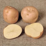 Seed Potatoes - First Earlies Epicure 2.5kg