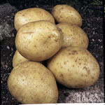 Seed Potatoes - Second Earlies  Estima 2.25kg