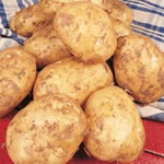 Seed Potatoes - First Earlies Foremost - 2.5kg