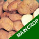 Seed Potatoes - Maincrop Golden Wonder - 2.5kg