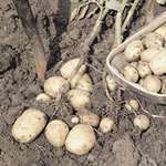 Seed Potatoes - First Earlies Home Guard 2.25kg
