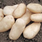 Seed Potatoes -  Second Earlies International Kidney 2.0kg