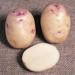 Seed Potatoes - Second Earlies Kestrel 2.5kg