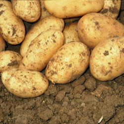 Seed Potatoes - Maincrop Majestic 2.5kg