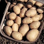 Seed Potatoes - First Earlies Maris Bard 2.5kg