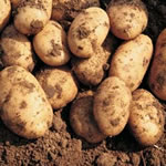 Seed Potatoes - Second Earlies Maris Peer 2.25kg