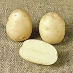 Seed Potatoes - Second Earlies Nadine 2.5kg