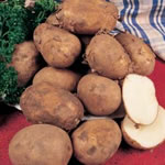 Seed Potatoes - First Earlies Pentland Javelin 2.5kg