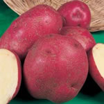 Seed Potatoes - First Earlies Red Duke of York 2.5kg