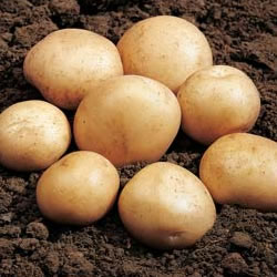 Seed Potatoes - First Earlies Rocket 2.25kg