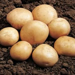 Seed Potatoes - First Earlies Rocket 2.25kg