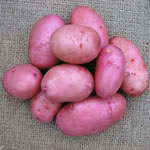 Seed Potatoes - Maincrop Sarpo Axona 2.5kg