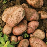 Seed Potatoes - Maincrop Sarpo Mira - 2.5kg