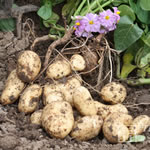 Seed Potatoes - First Earlies Sharpes Express 2.25kg