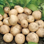 Seed Potatoes - First Earlies Swift 2.5kg