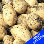 Seed Potatoes - First Earlies Ulster Chieftain 2.5kg