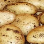 Seed Potatoes - Second Early Wilja