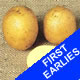 Seed Potatoes - First Earlies Winston - 2.5kg