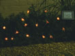 Solar Powered Light Set - Bee Lights