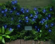 Solar Powered Blue LED Light String - 50 Lights