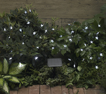 Solar Powered Star Lights - Pack of 100