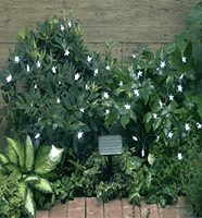 Solar Powered Star Lights - 30 Individual Lights