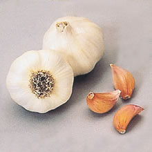 Spring Planting Garlic Bulbs - Cristo (3 Bulbs)