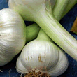 Garlic Bulbs - Iberian Wight (Single Bulb)