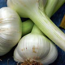 Garlic Bulbs - Iberian Wight (Single Bulb)