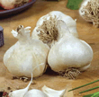Garlic Bulbs - Thermidrome (3 Bulbs)