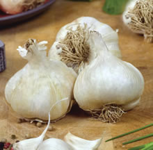 Garlic Bulbs - Thermidrome (3 Bulbs)