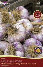 Early Purple Wight Garlic (Autumn Planting)