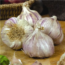 Garlic Bulbs - Germidour (3 Bulbs)
