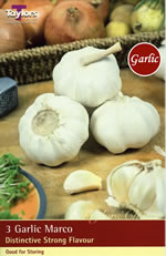 Spring Planting Garlic Bulbs - Marco (3 bulbs)
