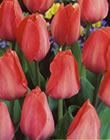 Van Eijk - Bulk Tulip Bulb Bags