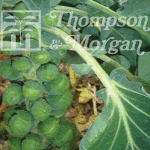 Thompson and Morgan Brussels Sprout - Blight F1 Hybrid