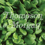 Thompson and Morgan Spinach - Amazon F1 Hybrid