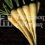 Thompson and Morgan Parsnip - Pinnacle F1 Hybrid
