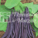 Thompson and Morgan Dwarf Bean - French Amethyst