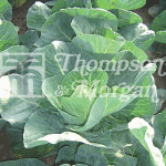 Thompson and Morgan Cabbage - Winter Jewel F1 Hybrid